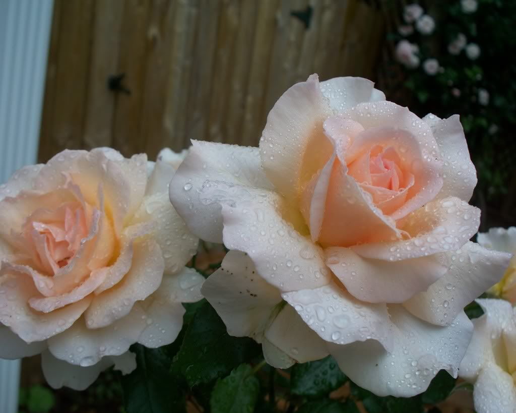 'Margaret Merril' Floribunda Rose Photo by carrieburgess3 | Photobucket